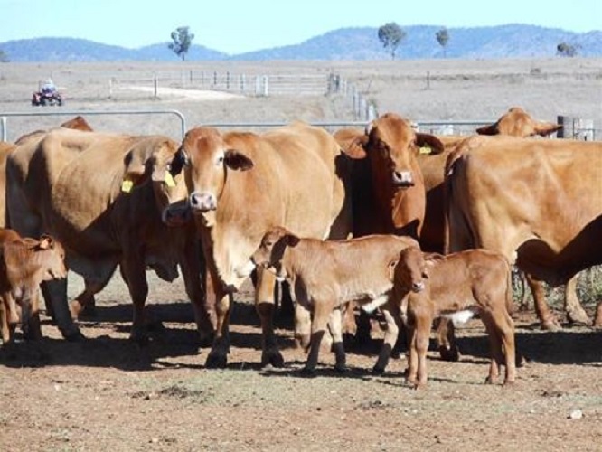 Ray White Rural Gracemere Real Estate Agents CQLX 16 Salesyards Rd