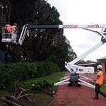 Tree and Stump Removal Sunshine Coast