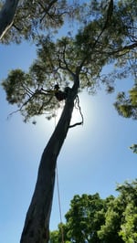 Aussie Tree Fellers - Pic 1