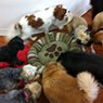New York Dog Wash - Pic 4