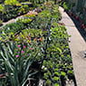 Wholesale Plants & Products Pty Ltd - Pic 9