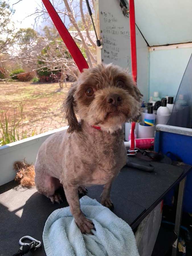 Pawfectly Stunning Dog & Cat Clipping & Grooming North Tamworth