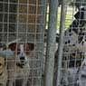 Glen-Milton Dog Boarding Kennels & Cattery - Pic 3