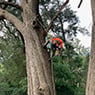 Dynamic Tree Works - Pic 1