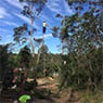 Micks Tree Worx - Pic 3