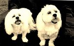 Camden Dog Grooming Centre - Pic 2