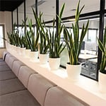 D&L Indoor Plant Hire & Garden Maintenance Pty Ltd - Pic 3