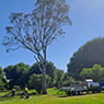 Phil's Tree Service - Pic 4