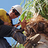 Palm Frond Tree Lopping
