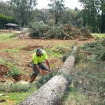 Woodstock Tree & Stump Removal - Pic 5