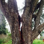 Dan's Tree Services - Pic 6
