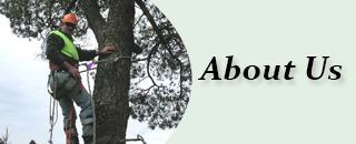 Curtis Tree Lopping Specialists - Promotion 1
