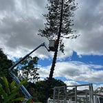 OASIS TREES NORTH QUEENSLAND - Pic 2
