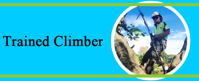 All Tree And Palm Trimming And Removal - Promotion 1
