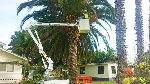 Branching Out Tree Care - Pic 3