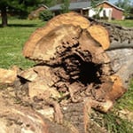 Dan's Tree Services - Pic 5