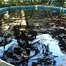 Hi-Tech Pools & Spas - Pic 6