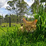 Walter St Veterinary Clinic - Pic 2