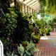 Allora Gardens Nursery - Pic 1