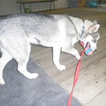 Lana's Dog Training - Pic 5
