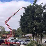 Rob Jamieson Tree & Stump Removal - Pic 7
