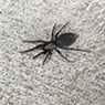 Perkins Exterminators - Pic 9