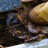 Gutter Cleaning Townsville - Pic 2