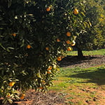 Sunzest The Organic Grower P/L - Pic 2