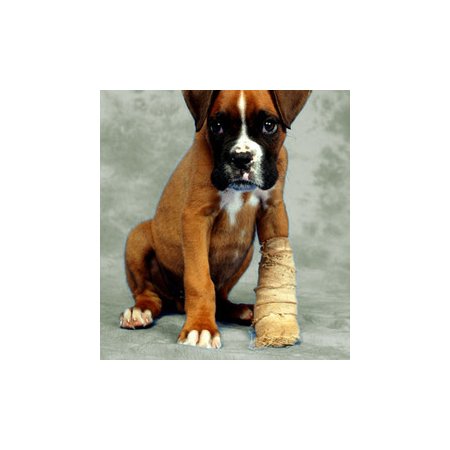 ellenbrook animal clinic vets veterinary surgeons ellenbrook animal clinic vets veterinary surgeons