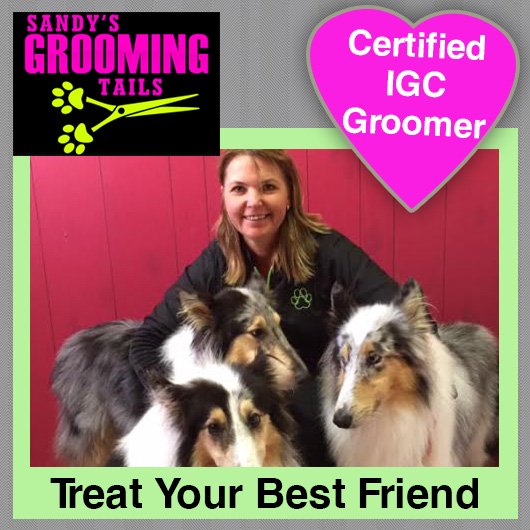 Sandy's Grooming Tails Dog & Cat Clipping & Grooming 73 Sharp St