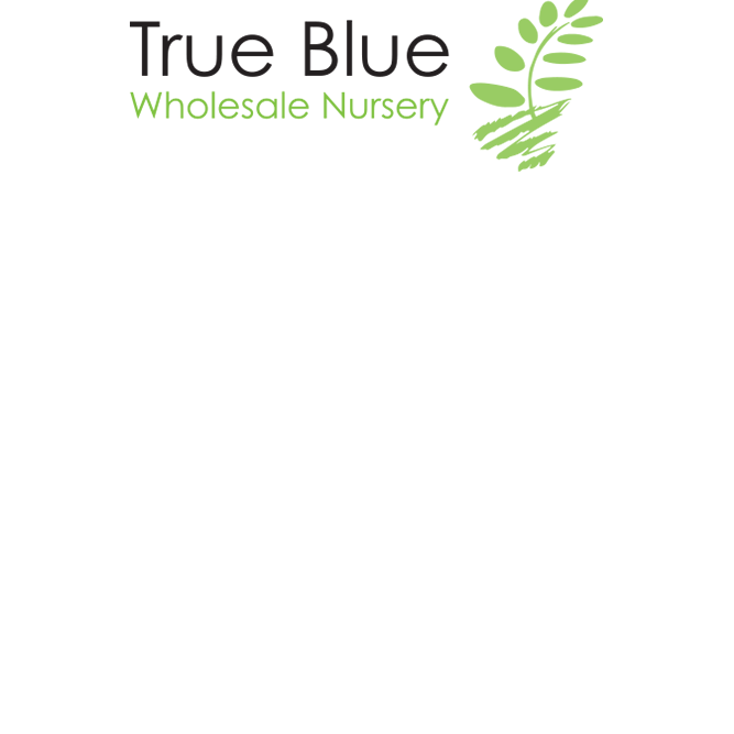 True Blue Nursery - logo
