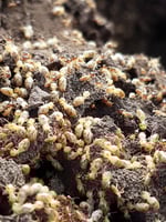 Picton Pest Control - Pic 2
