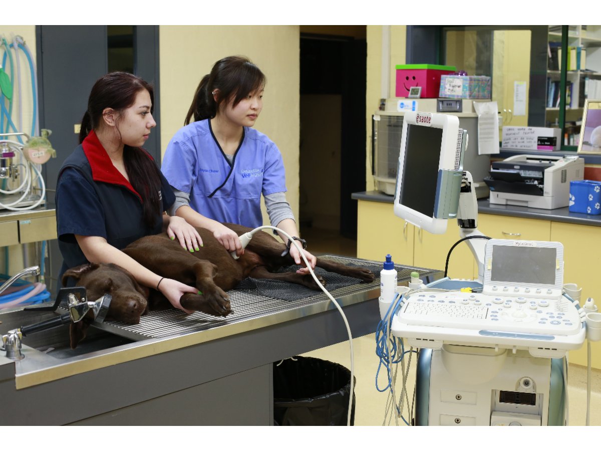 Canberra Veterinary Hospital Vets & Veterinary Surgeons Cnr Barton