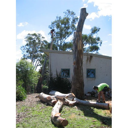 Arbor Life Tree Services - Tree & Stump Removal Services - Toowoomba