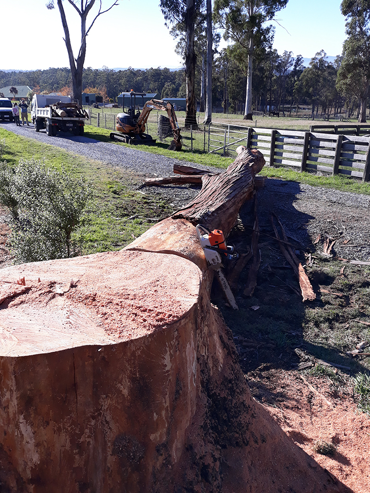 Rock Solid Tree Service Tree & Stump Removal Services Devonport