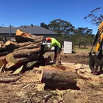 Rob Jamieson Tree & Stump Removal - Pic 8