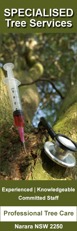 Specialised Tree Services - Promotion