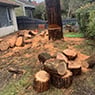 Harringtons Tree Services - Pic 6