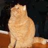 Cats Queensland Inc. - Pic 2