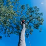 Mr. Trees - Pic 6