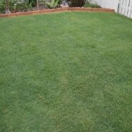 Walkers Turf Supplies Turf Lawn Suppliers Ipswich