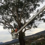 Hobart Tree Chipping & Recycling - Pic 8