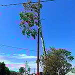 Central Coast Tree Removal - Pic 1