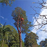 Micks Tree Worx - Pic 2