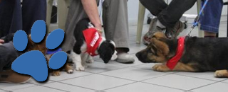 Irrawang Veterinary Hospital Clinic - Promotion 3