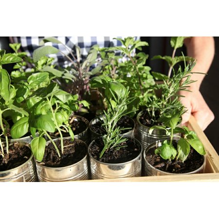 Rodney's Nursery And Garden Centre - Garden Nurseries - 24 Beltana Rd