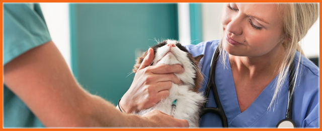 Pet Universe Veterinary Centre Broadview & Northgate - Promotion 3