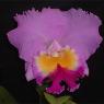 Fame Orchids - Pic 1