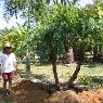 Plantation 2000 - Pic 10