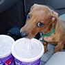New York Dog Wash - Pic 10